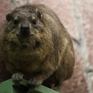 Cape hyrax (Procavia capensis capensis)