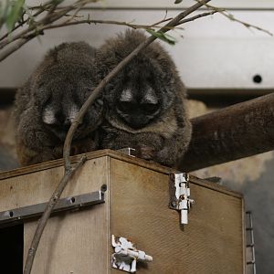 Humboldt's night monkey (Aotus trivirgatus)