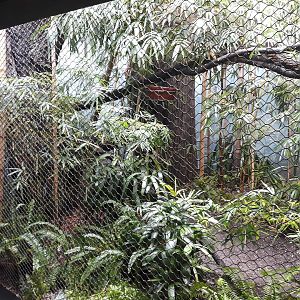 Rakos' house - Pesquet's parrot aviary