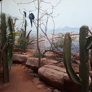 Rakos' house - Lear's macaw + Red-cowled cardinal aviary