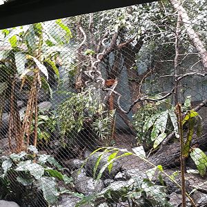 Rakos' house - Philippines aviary