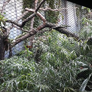 Rakos' house - Pantanal aviary