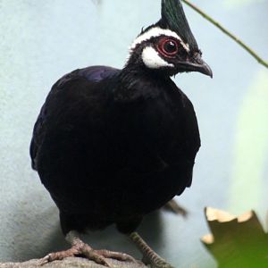 Palawan peacock-pheasant (Polyplectron napoleonis)