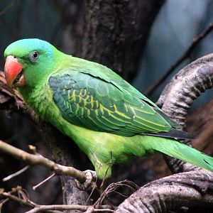 Blue-naped parrot (Tanygnathus lucionensis)