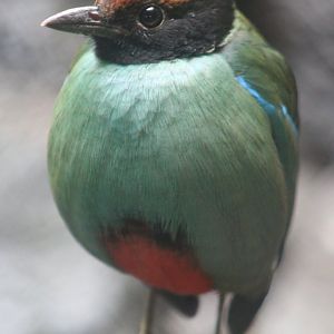 Western hooded pitta (Pitta sordida)