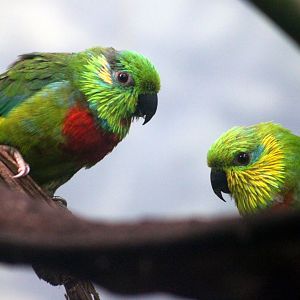 Salvadori's fig-parrot (Psittaculirostris salvadorii)
