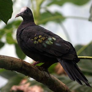 New Guinea bronzewing (Henicophaps albifrons)