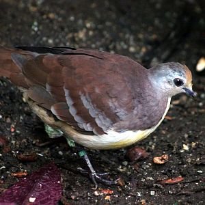 Cinnamon ground-dove (Gallicolumba rufigula )