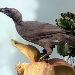 Helmeted friarbird (Philemon buceroides)