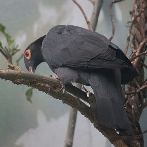 Scaly-naped pigeon (Columba squamosa)