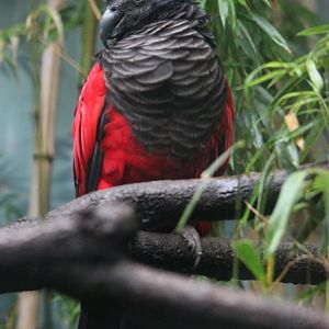 Pesquet's parrot (Psittrichas fulgidus)