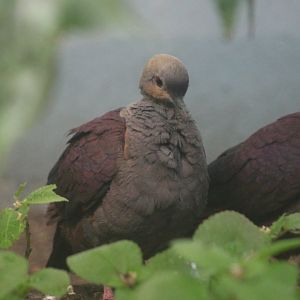 Crested quail-dove (Geotrygon versicolor)