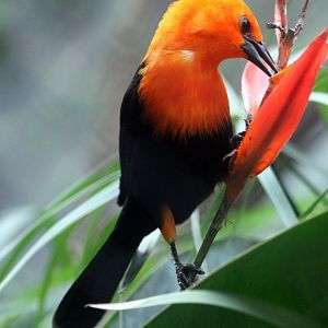 Scarlet-headed blackbird (Amblyramphus holosericeus)