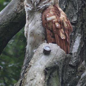 Oriental bay owl (Phodilus badius)