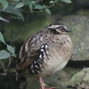 Sichuan Partridge (Arborophila rufipectus)