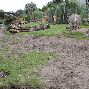 Darwin rhea - Vicugna enclosure