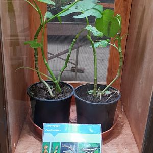 Papilio thoas raising-enclosure