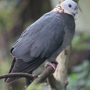 Ashy woodpigeon (Columba pulchricollis)
