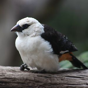 White-headed buffalo weaver (Dinemellia dinemelli)