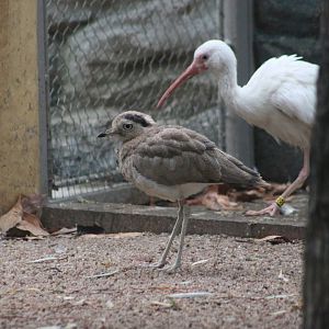 Peruvian thick-knee (Burhinus superciliaris)