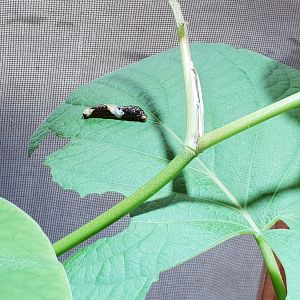 Papilio thoas caterpillar