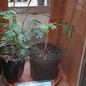 Morpho peleides raising enclosure