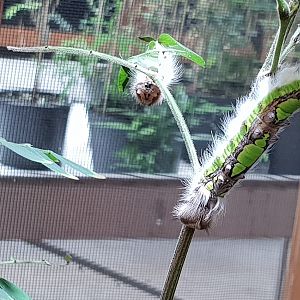 Morpho peleides caterpillars