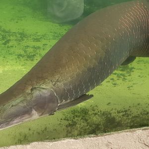 Arapaima