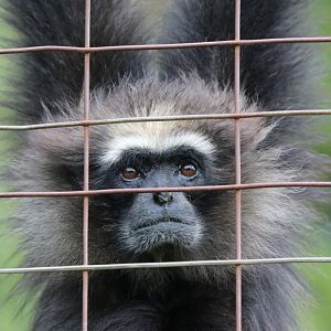 Agile Gibbon