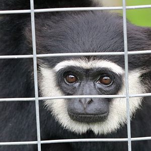 Agile Gibbon