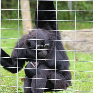 Agile Gibbon