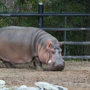 Nile Hippo