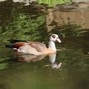 Egyptian Goose