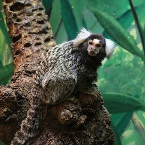 Common Marmoset