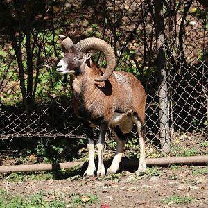 Mouflon