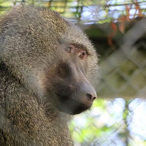 Olive Baboon