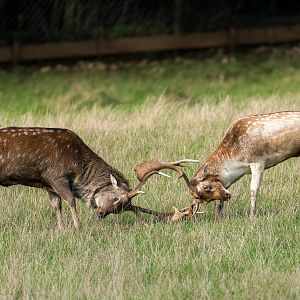 Sika vs. Fallow Deer - 18/10/2019