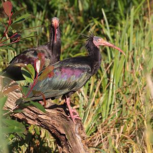 Waldrapp Ibis, Marwell, October 2019