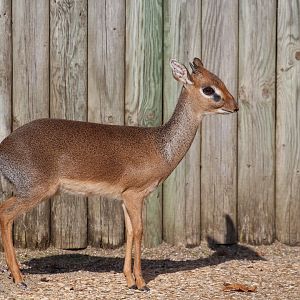 Dik-dik, Marwell, October 2019