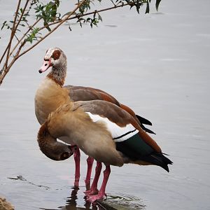 Egyptian geese (Alopochen aegyptiaca), 2019-10-04