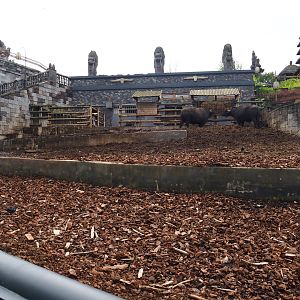 Water buffalo and Negros Visayan warty pig paddock, 2019-10-04