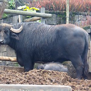 Water buffalo (Bubalus bubalis), 2019-10-04