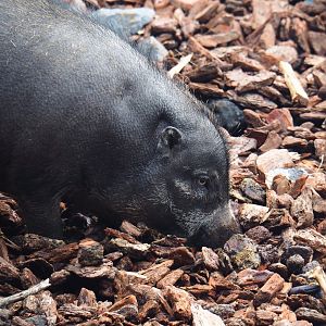 Negros Visayan warty pig (Sus cebifrons negrinus), 2019-10-04