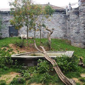 White tiger exhibit in the tiger temple - Second section, 2019-10-04