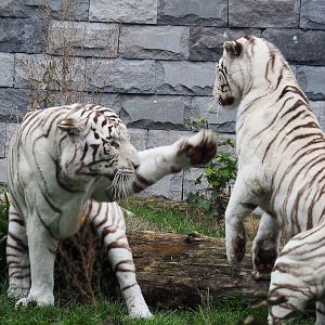 White tigers (Panthera tigris), 2019-10-04