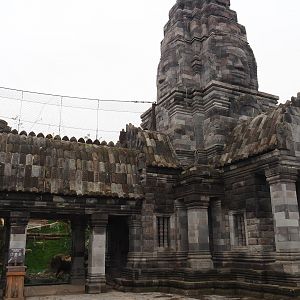 Javan leopard temple, 2019-10-04