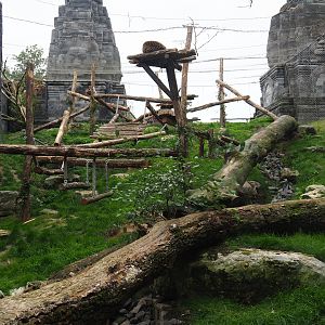 Javan leopard exhibit, 2019-10-04