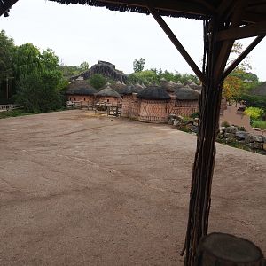 Rothschild's giraffe, South African ostrich and Ankole-Watusi cattle paddock, 2019-10-04