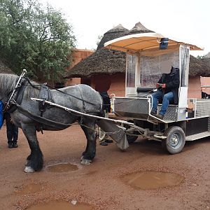 Ardennais draft horse used to pull waste collection cart, 2019-10-04