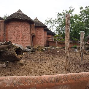 Red river hog exhibit, 2019-10-04